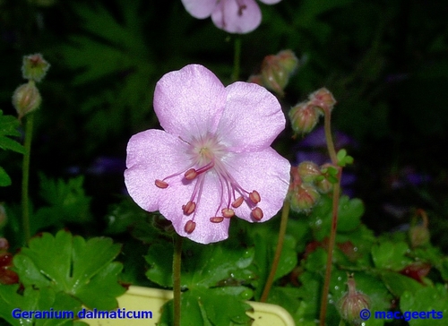 Geranium dalmaticum